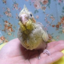 オカメインコ　シナモン