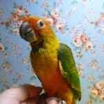 コガネメキシコインコ