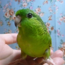 サザナミインコ　ノーマル