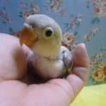 ボタンインコ　ホワイト