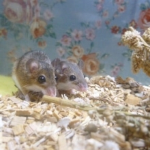 アフリカチビネズミ