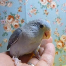 マメルリハ　コバルトの男の子