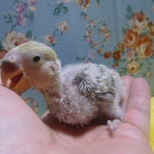 コザクラインコ　パステル