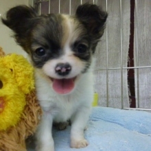 チワワ　パーティー