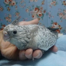 オカメインコ　ホワイトフェイスパール