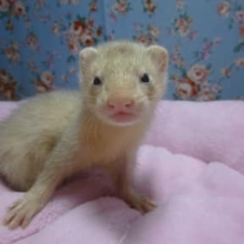 パスバレーフェレット　シャンパン