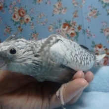 オカメインコ・ホワイトフェイスパール