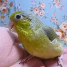 マメルリハ・ダークグリーン