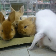 ウサギさん広場！