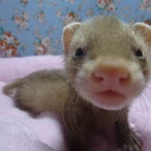 パスバレーフェレット　バタースコッチ