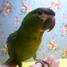 コミドリコンゴウインコ