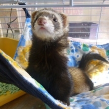 パスバレーフェレット　セーブルの女の子