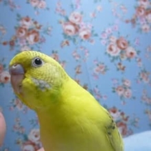 べたなれセキセイインコ