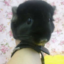 チンチラ　ブラックエボニー