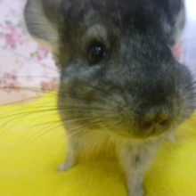 チンチラ　ノーマルグレー