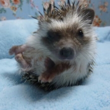 ハリネズミの赤ちゃん　ノーマルの男の子