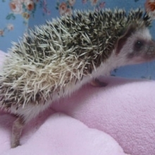 ハリネズミの赤ちゃん　パイドの女の子