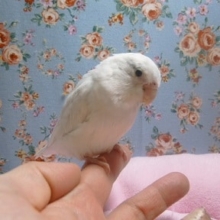 マメルリハ　アメリカンホワイトパイド