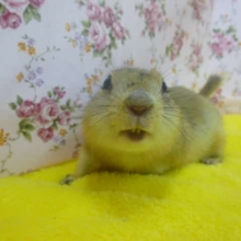 リチャードソンジリス