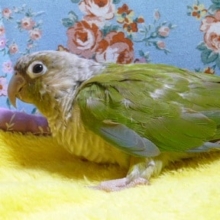 ウロコメキシコインコ　シナモン