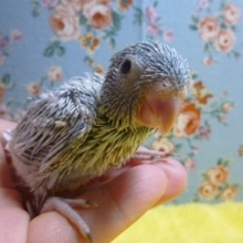 マメルリハ　アメリカンホワイトの男の子