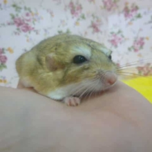 ファットテールジャービル（マカロニマウス）