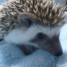 ハリネズミの赤ちゃん　パイドの男の子