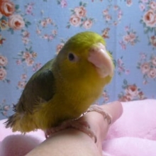 マメルリハ　ダークグリーン