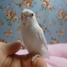 マメルリハ　アメリカンホワイト