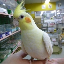 手乗りオカメインコ　ルチノー