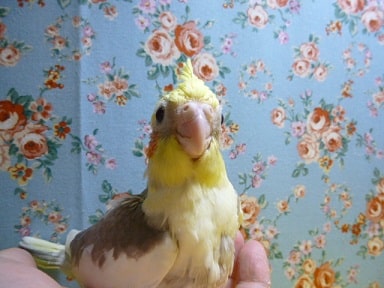 オカメインコ