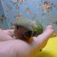 コザクラインコ　ノーマル　ヒナ