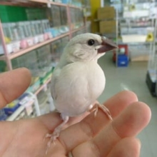 ブンチョウ・シルバー