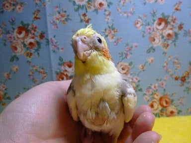 オカメインコ