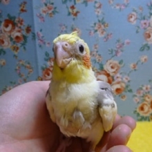 オカメインコ　シナモンパイド　ヒナ