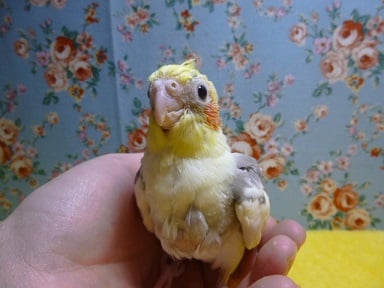 オカメインコ　シナモンパイド　ヒナ