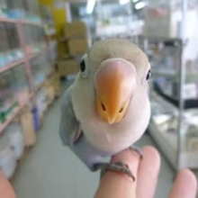 ヒナ餌卒業　手乗りボタンインコ　ホワイト
