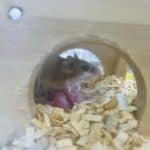 アフリカチビネズミの赤ちゃん