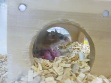 アフリカチビネズミの赤ちゃん