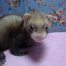 パスバレーフェレット　バタースコッチ