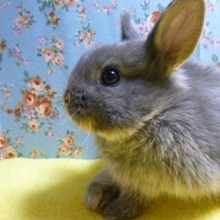 ドワーフラビット　ブルーオター