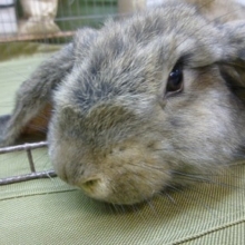 フレンチロップの広場