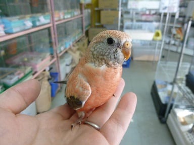 アキクサインコ（秋草インコ）