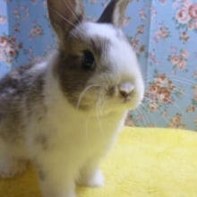 ドワーフラビット　ブロークンチェスナット