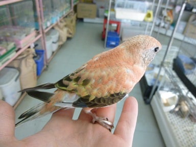 アキクサインコ（秋草インコ）