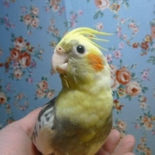 手乗りオカメインコ　パイド
