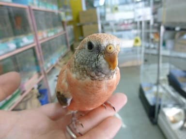 アキクサインコ（秋草インコ）