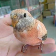 手乗りローズアキクサインコ