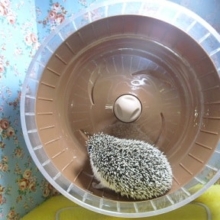 ハリネズミの運動風景