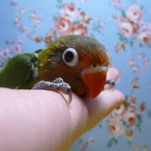 キエリボタンインコのヒナ